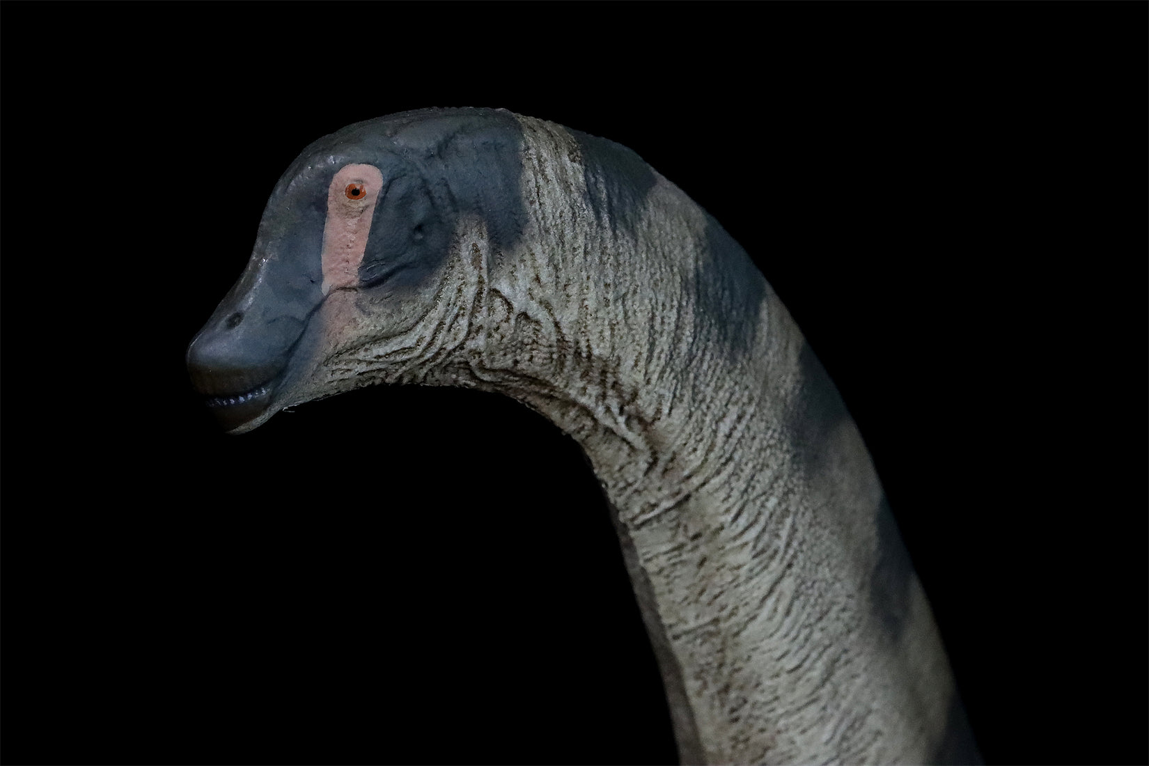 PNSO Alamosaurus Samuel Model
