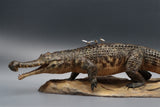 Anningpale 1:18 Scale Sarcosuchus imperator Model