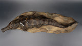 Anningpale 1:18 Scale Sarcosuchus imperator Model