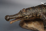 Anningpale 1:18 Scale Sarcosuchus imperator Model