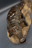 Anningpale 1:18 Scale Sarcosuchus imperator Model