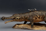 Anningpale 1:18 Scale Sarcosuchus imperator Model