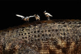 Anningpale 1:18 Scale Sarcosuchus imperator Model