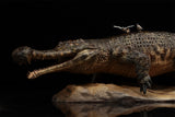 Anningpale 1:18 Scale Sarcosuchus imperator Model