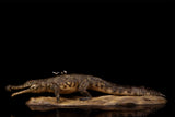 Anningpale 1:18 Scale Sarcosuchus imperator Model