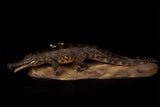 Anningpale 1:18 Scale Sarcosuchus imperator Model