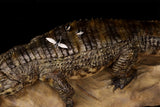 Anningpale 1:18 Scale Sarcosuchus imperator Model