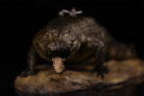 Anningpale 1:18 Scale Sarcosuchus imperator Model
