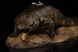 Anningpale 1:18 Scale Sarcosuchus imperator Model