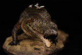 Anningpale 1:18 Scale Sarcosuchus imperator Model