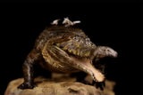 Anningpale 1:18 Scale Sarcosuchus imperator Model