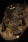 Anningpale 1:18 Scale Sarcosuchus imperator Model