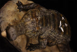 Anningpale 1:18 Scale Sarcosuchus imperator Model