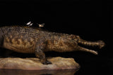 Anningpale 1:18 Scale Sarcosuchus imperator Model