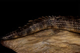 Anningpale 1:18 Scale Sarcosuchus imperator Model