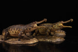 Anningpale 1:35 Scale Sarcosuchus imperator Model