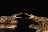 Anningpale 1:35 Scale Sarcosuchus imperator Model