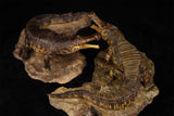 Anningpale 1:35 Scale Sarcosuchus imperator Model