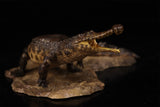 Anningpale 1:35 Scale Sarcosuchus imperator Model