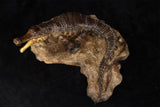 Anningpale 1:35 Scale Sarcosuchus imperator Model