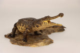 Anningpale 1:35 Scale Sarcosuchus imperator Model