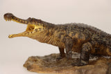 Anningpale 1:35 Scale Sarcosuchus imperator Model