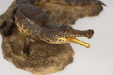 Anningpale 1:35 Scale Sarcosuchus imperator Model