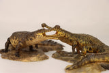 Anningpale 1:35 Scale Sarcosuchus imperator Model