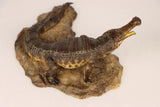 Anningpale 1:35 Scale Sarcosuchus imperator Model