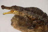 Anningpale 1:35 Scale Sarcosuchus imperator Model