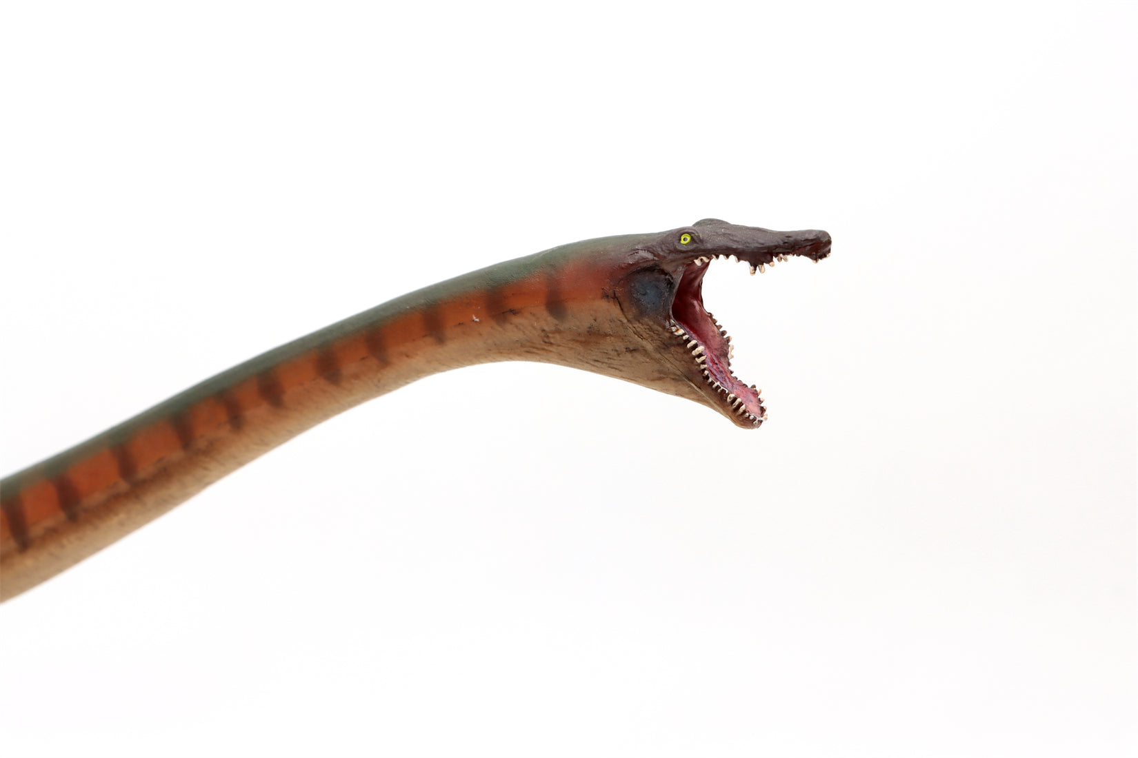 PNSO 91 Xiaochong Dinocephalosaurus Model