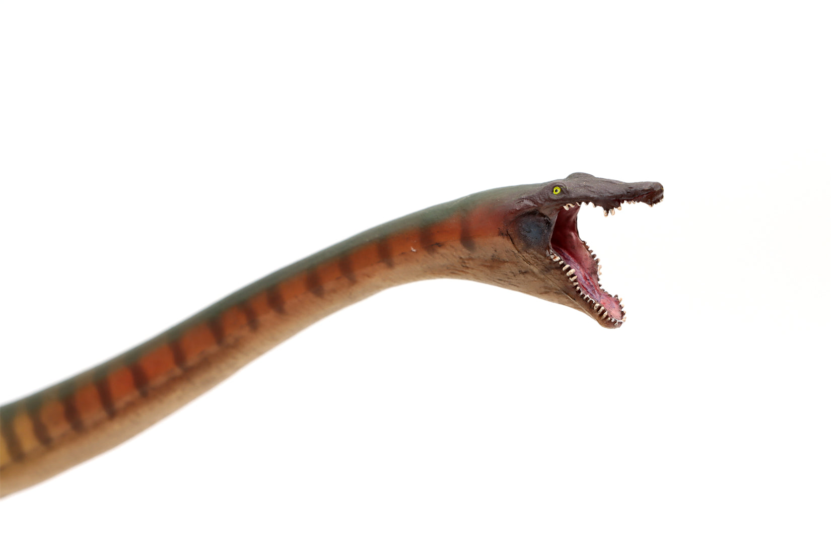 PNSO 91 Xiaochong Dinocephalosaurus Model