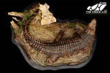 The Crocs Man Studio Nile Crocodile Gustave Model