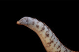 HAOLONGGOOD 1:35 Scale Brontosaurus Model