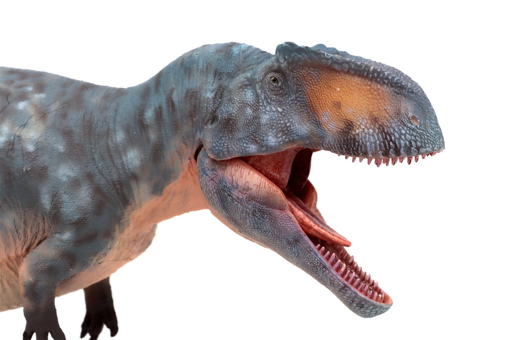 HAOLONGGOOD 1:35 Scale Giganotosaurus Model