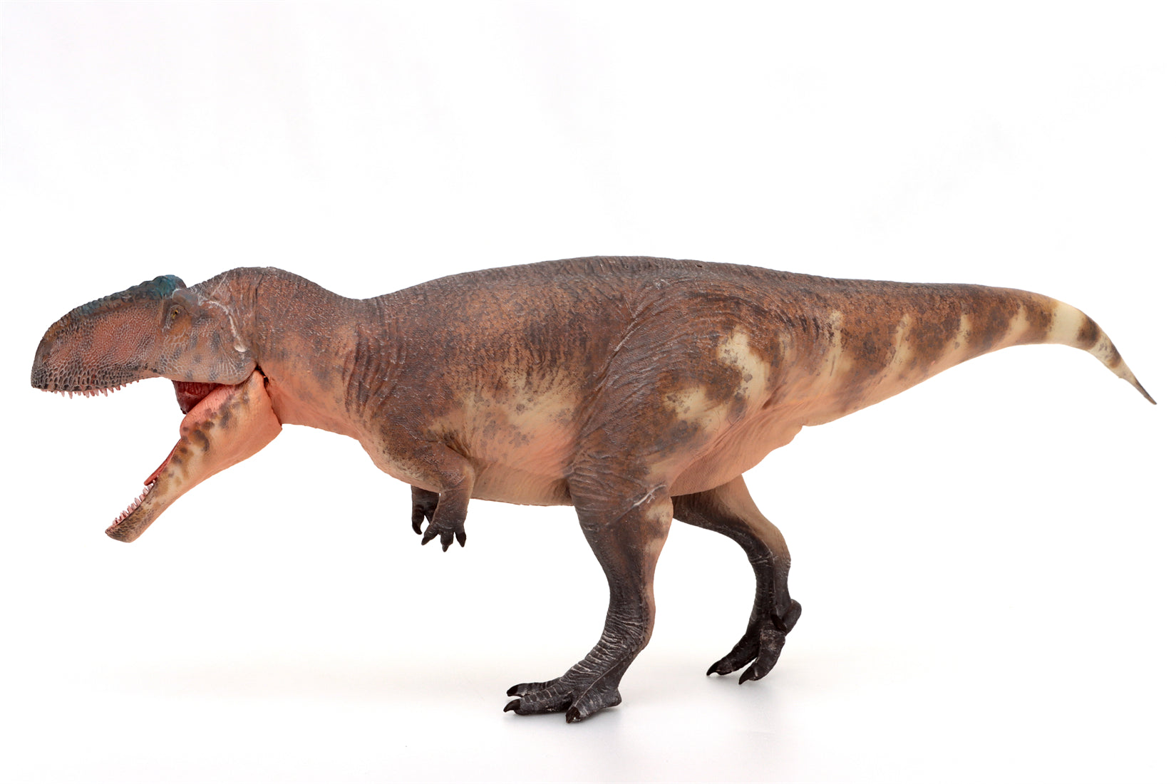 HAOLONGGOOD 1:35 Scale Giganotosaurus Model