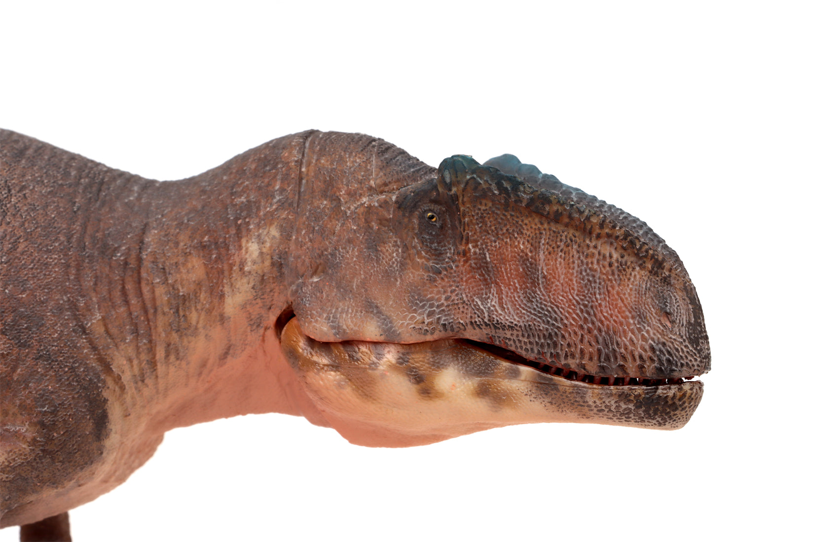 HAOLONGGOOD 1:35 Scale Giganotosaurus Model