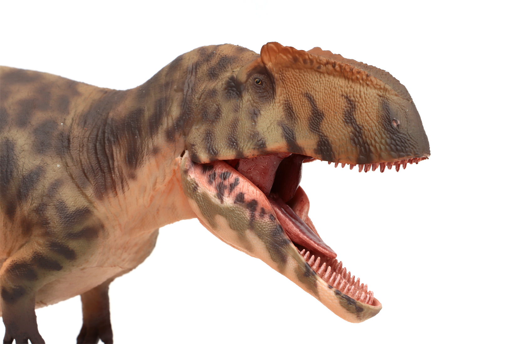 HAOLONGGOOD 1:35 Scale Giganotosaurus Model