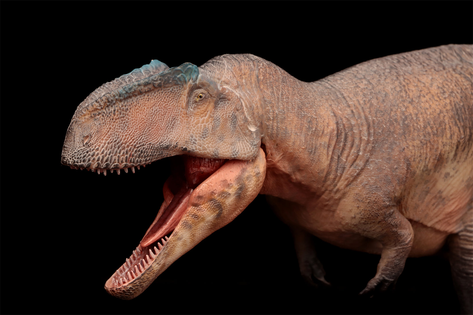 HAOLONGGOOD 1:35 Scale Giganotosaurus Model