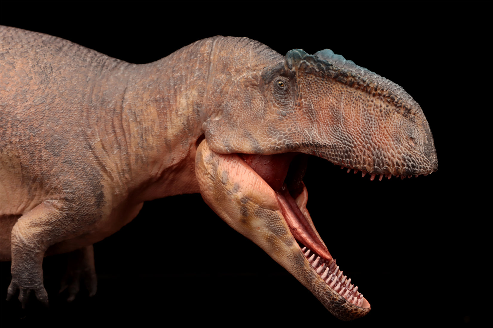 HAOLONGGOOD 1:35 Scale Giganotosaurus Model