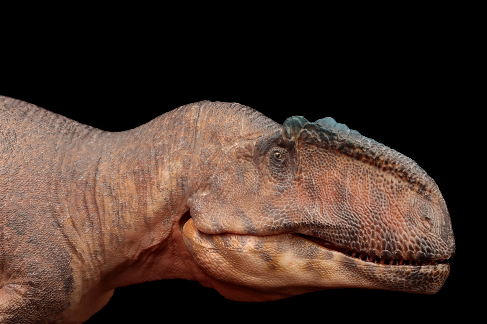 HAOLONGGOOD 1:35 Scale Giganotosaurus Model