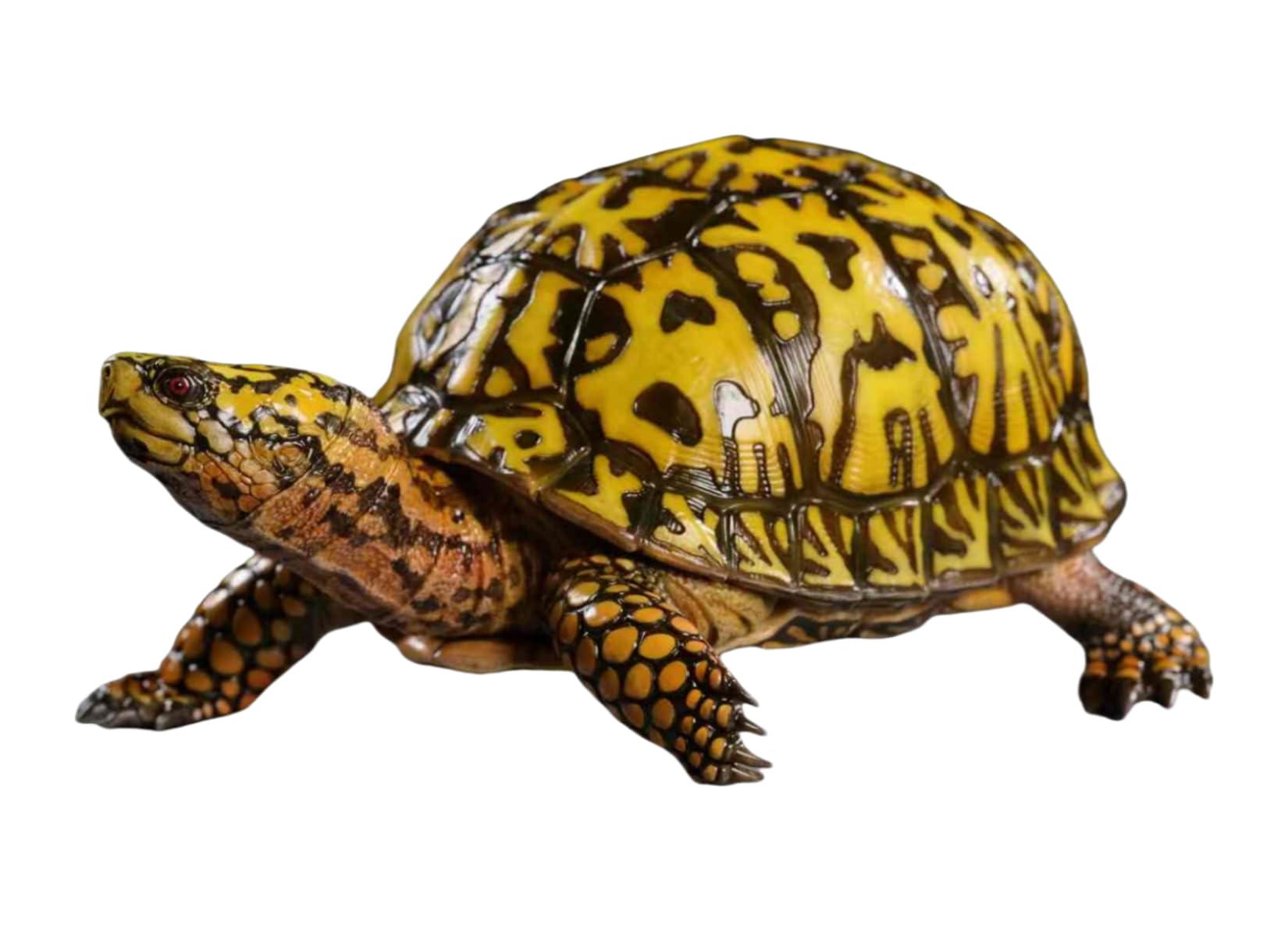 Simulated Tortoise Collectible Figurine