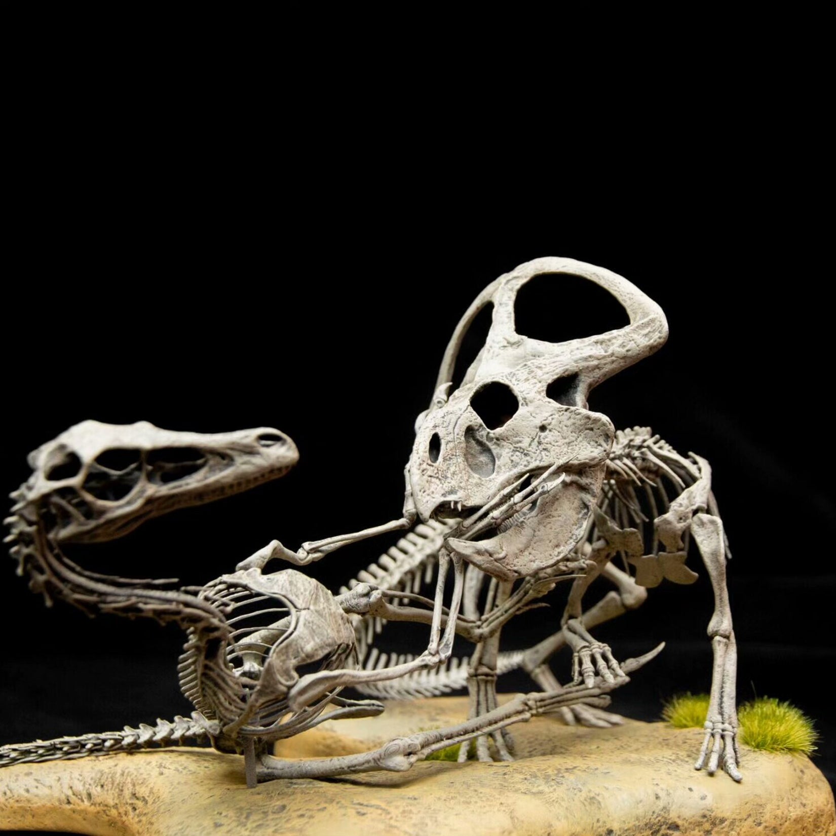 Allosaurus-Skelettmodell im Maßstab 1:18