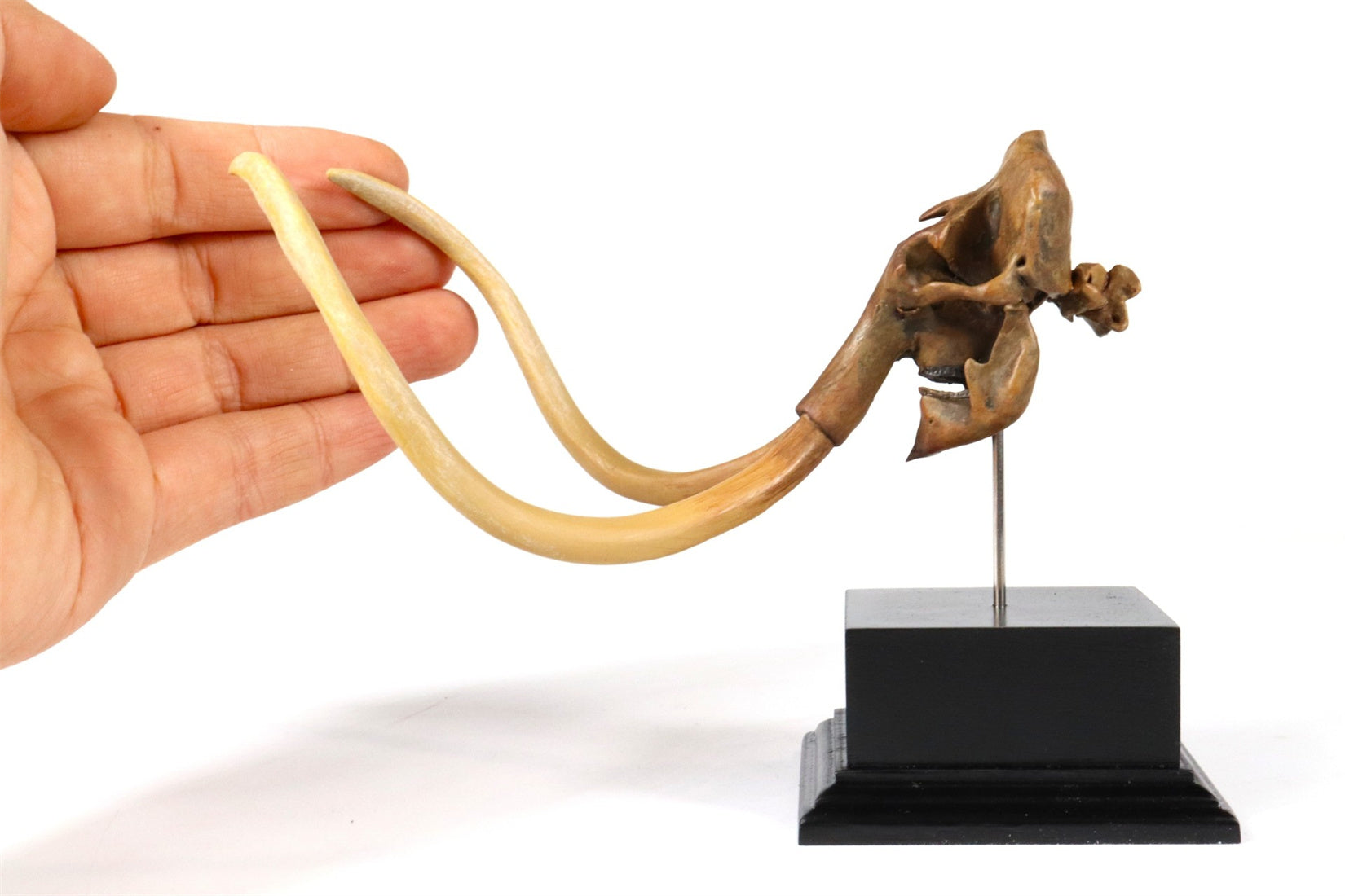 3D Printed Mammoth Skull Model