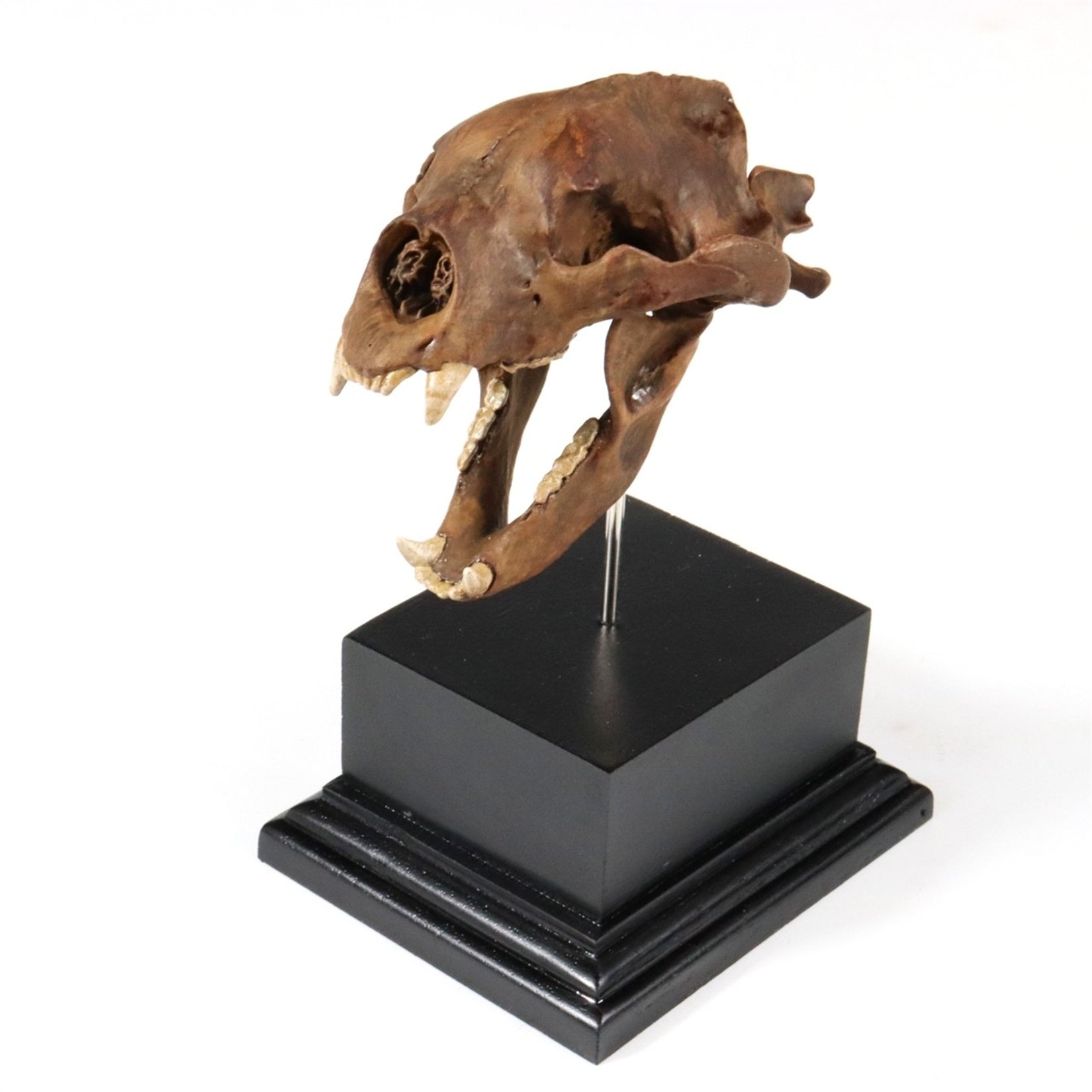 3D Printed Short-Faced Bear Skull Model