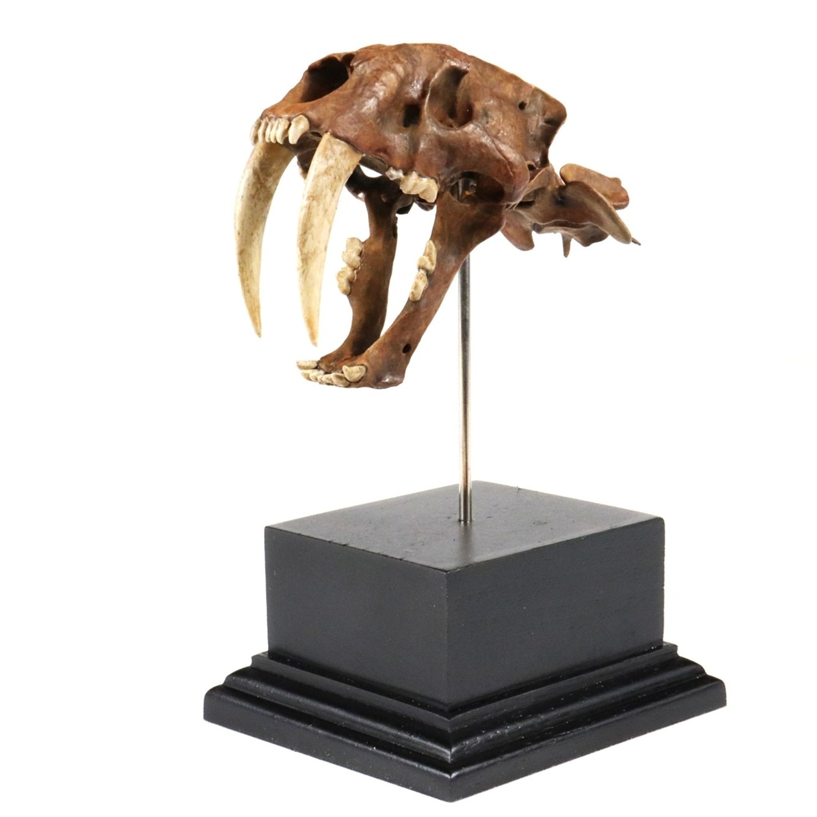 Saber-Toothed Tiger Skull Model