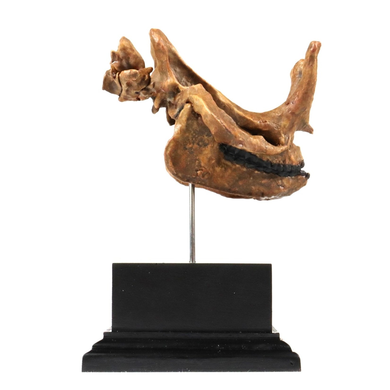 3D Printed Brontothere Skull Model