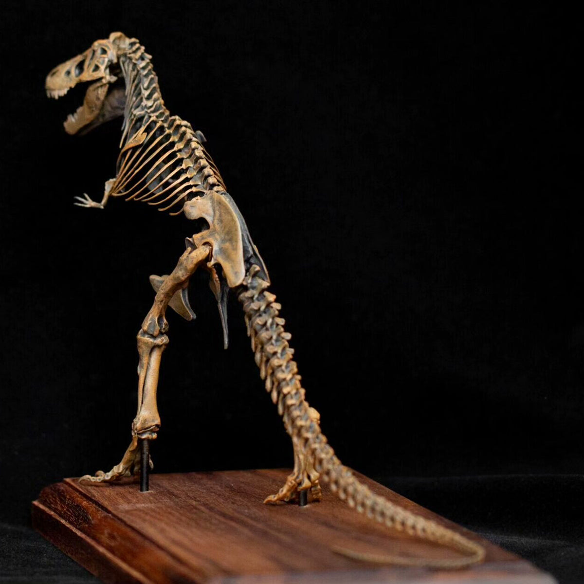 VWUVWU 1:35 Scale Ancient Tyrannosaurus rex Skeleton Model