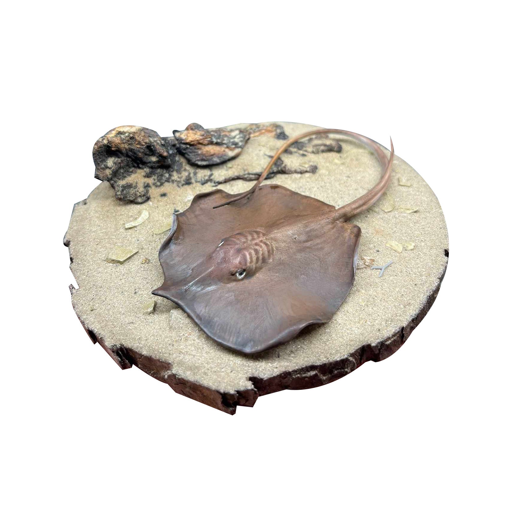 Alex Studio Giant freshwater stingray Model