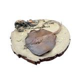 Alex Studio Giant freshwater stingray Model